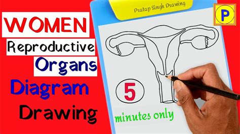 vagina zeichnen|How to draw Female Genitalia System step by step for beginners